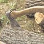 На территории Старокрымского лесничества незаконно вырубили деревья более чем на 1, 5 млн