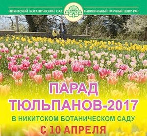 Парад тюльпанов в Никитском ботаническом саду откроют 10 апреля