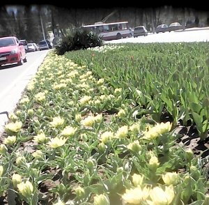 В Севастополе вот-вот зацветут 60 тыс. тюльпанов