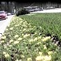 В Севастополе вот-вот зацветут 60 тыс. тюльпанов