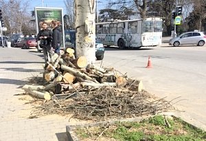 На обрезку деревьев в центре Севастополя потратят 1,1 млн рублей