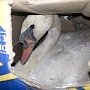 Через Керченскую переправу желали незаконно провести диких лебедей-шипунов