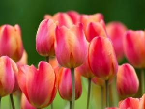На открытии Парада тюльпанов представителям экскурсионной сферы презентуют новинки Никитского сада