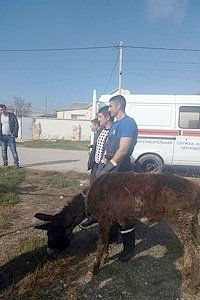 Осел провел несколько дней в яме в Черноморском районе до прибытия спасателей