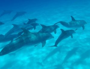 Черноморских краснокнижных дельфинов найдут, различат и посчитают по голосам