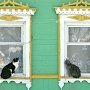 Россия возглавила мировой рейтинг любви к кошкам – Украина вторая