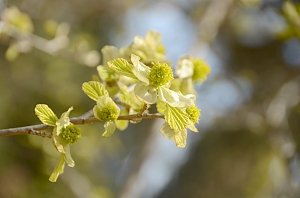 В Крыму цветет реликтовое растение парротиопсис Жакмона