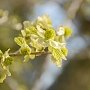 В Крыму цветет реликтовое растение парротиопсис Жакмона