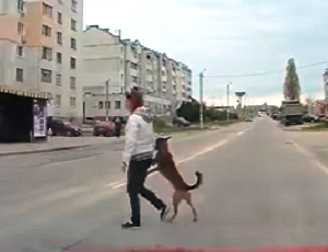 В Севастополе собак переводят за лапу через пешеходный переход