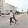 В Севастополе собак переводят за лапу через пешеходный переход