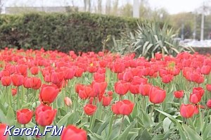 В Керчи появился свой парад тюльпанов
