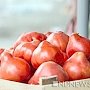 Крым намерен стать основным поставщиком помидоров в России