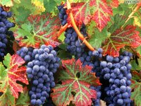 Крымские винодельческие предприятия могут переработать 274 тысячи тонн винограда в год — Андрей Рюмшин