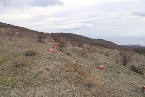 Минприроды Крыма провело подкормку черных грифов в горах полуострова