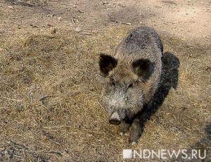 В Ираке дикие кабаны напали на базу ИГ и растерзали троих террористов