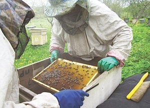 На пчелиных правах: Крымские пчеловоды в этот день работают вне закона