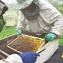 На пчелиных правах: Крымские пчеловоды в этот день работают вне закона