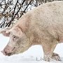 Африканская чума свиней проникла в леса Крыма