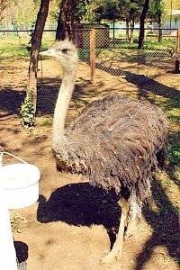 В Симферопольском зооуголке поселился страус Петя