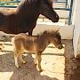 Страус Петя, жеребец Клен и малыши пони родились в зооуголке Детского парка Симферополя