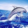 На керченский пляж заглянула большая стая дельфинов