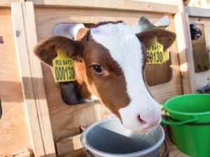 Производство молока в Крыму составляет 30% от потребности, — Минсельхоз РК