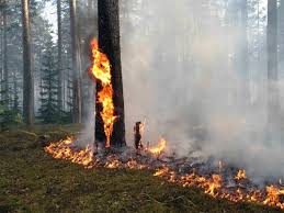 В Крыму сохраняется высокая пожарная опасность