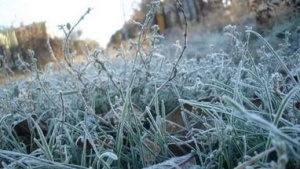 Заморозки нанесли аграриям Крыма миллионные убытки