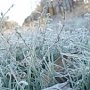 Заморозки нанесли аграриям Крыма миллионные убытки
