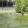 Общественник попенял симферопольской администрации на нечищеные пруды возле фонтана Савопуло