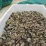 10 тонн устриц — урожай крымских морских ферм за три месяца