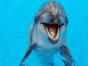 Росприроднадзор опроверг информацию о массовой гибели дельфинов в Крыму