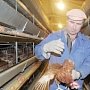 В Крыму упало производство мяса и яиц