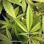 Самосадик я садил: крымчанин выращивал марихуану по передовым технологиям