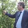 Град нанес серьезный ущерб урожаю фруктов в Симферопольском районе, — Рюмшин