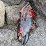 На популярном пляже Судака нашли мёртвого дельфинёнка