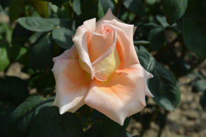 В июне Никитский Ботсад представит удвоенную коллекцию садовых роз