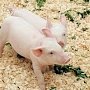 Под Симферополем обнаружены свиньи с АЧС