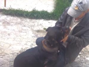 В столице Крыма бандит похитил ротвейлера у хозяина, который находился без сознания