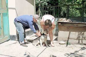Руководитель Россельхознадзора взял под личный контроль вакцинацию домашних животных от бешенства в столице Крыма