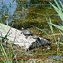 Три ведра черепах выпустили в озеро главного парка Симферополя
