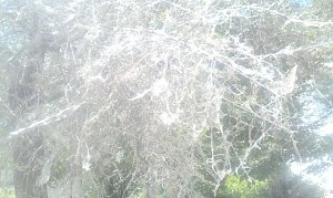 Жители Симферопольского района боятся, что местные деревья атаковала американская белая бабочка