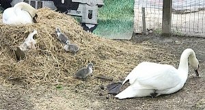 Впервые в Крыму лебедь-шипун принес потомство в неволе