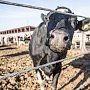 В Бахчисарайском районе выявлено бешенство крупного рогатого скота