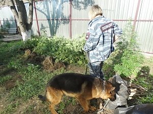 Полицейские обнаружили в Сакском районе технологичную конопляную ферму