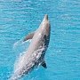 Мертвого дельфина с бетонным камнем на голове выбросило на берег в Крыму