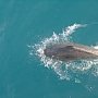 Пограничники спасли дельфина из рыбацких сетей