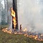 Крым готов к возможным лесным пожарам, — Минэкологии
