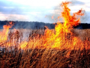 Сезон возгорания сухой травы в самом разгаре.