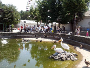 Зооуголок в Детском парке Симферополя начали приводить в порядок